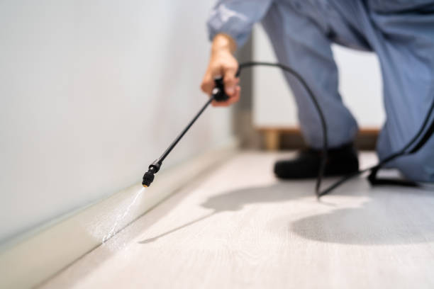 Bed Bug Pre-Treatment Preparation Assessment in Kemp