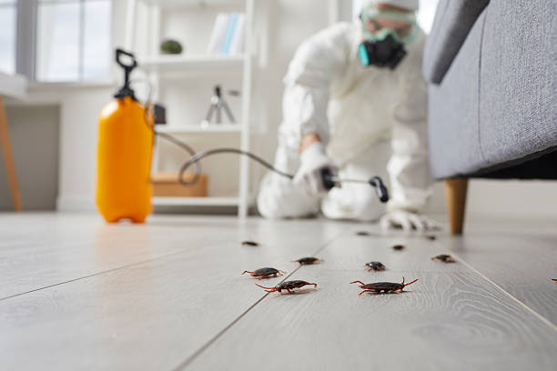 Post-Treatment Bed Bug Interceptor Monitoring in Kemp